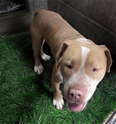 Shelter Stray Male Dog last seen , Los Angeles, CA 90025