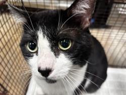 Shelter Stray Male Cat last seen , Los Angeles, CA 91405