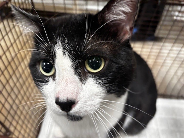 Shelter Stray Male Cat last seen , Los Angeles, CA 91405