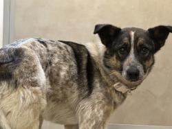 Shelter Stray Female Dog last seen Near BLOCK ONTARIO ST, PUEBLO CO 81004, Pueblo, CO 81008