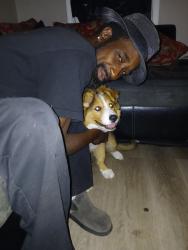 Lost Female Dog last seen Airport Thruway exit, Columbus, GA 31909