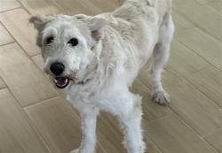 Shelter Stray Female Dog last seen CHORUS DR, MASCOTTE, Deer Island, FL 32778