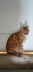 Reunited Female Cat last seen On Oquie Rd, South Jordan, UT 84009