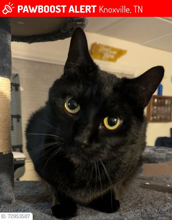 Lost Male Cat last seen Parkwood Rd and Palmwood Rd, Knoxville, TN 37921