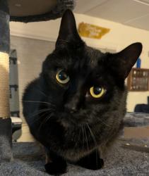Lost Male Cat last seen Parkwood Rd and Palmwood Rd, Knoxville, TN 37921