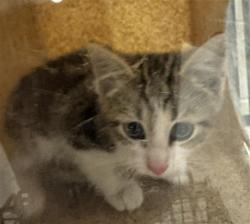 Shelter Stray Male Cat last seen Near BLOCK W KINGS POINTE LN, Salt Lake City, UT 84120