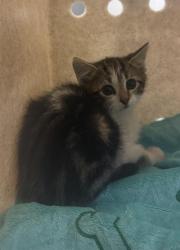 Shelter Stray Male Cat last seen Near BLOCK W KINGS POINTE LN, Salt Lake City, UT 84120