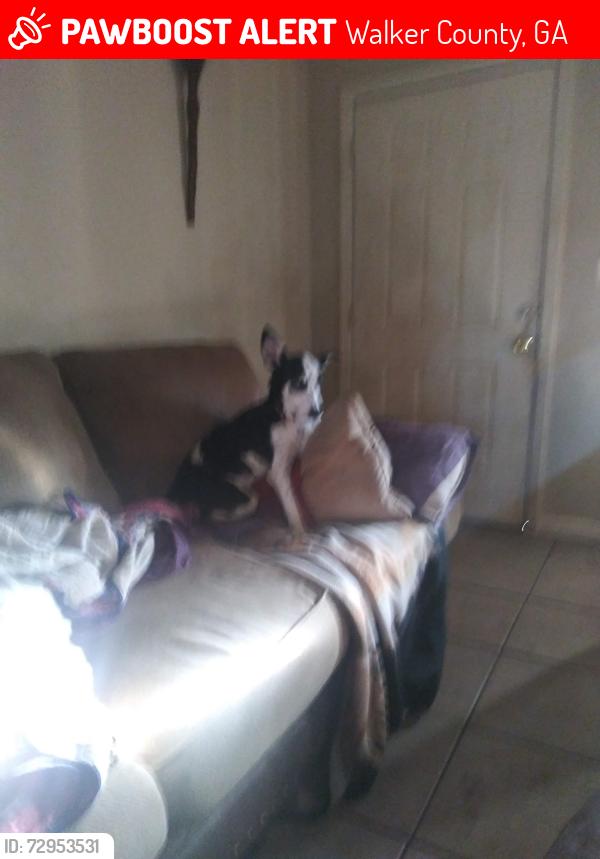 Lost Female Dog last seen Nick aback rd, Walker County, GA 30741