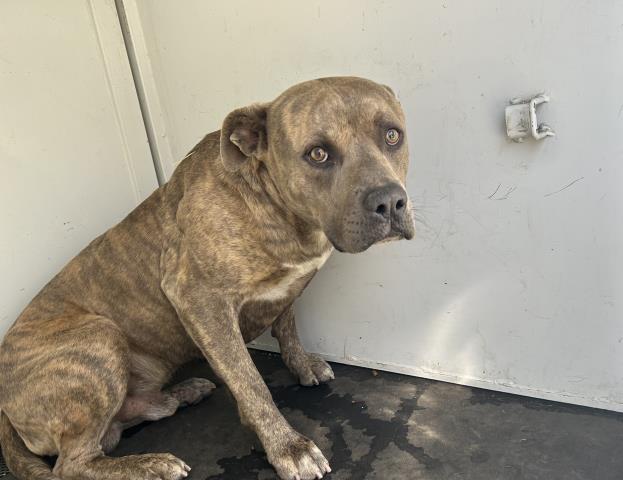 Shelter Stray Male Dog last seen Near BLOCK BENTON WAY, PERRIS, CA, Perris, CA 92571