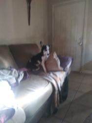 Lost Female Dog last seen Nick aback rd, Walker County, GA 30741