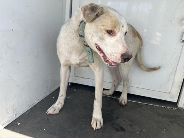 Shelter Stray Male Dog last seen Near BLOCK BENTON WAY, PERRIS, CA, Perris, CA 92571