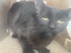 Shelter Stray Female Cat last seen Near BLOCK E SAN JACINTO AVE, PERRIS, CA #182, Perris, CA 92571