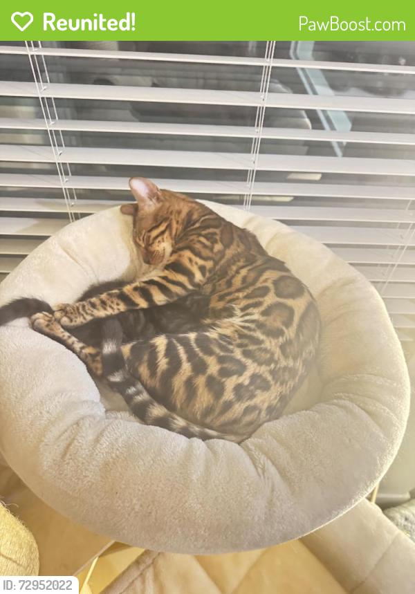 Reunited Female Cat last seen Amigo st, Henderson, NV 89052