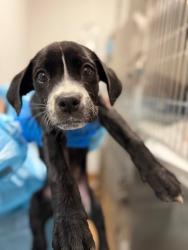 Shelter Stray Female Dog last seen , Chula Vista, CA 91911