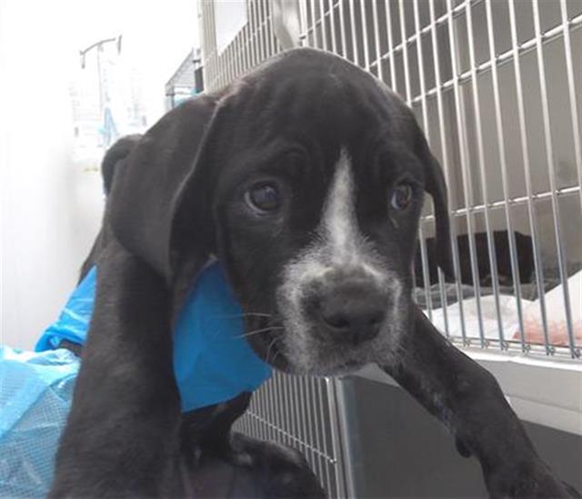Shelter Stray Female Dog last seen , Chula Vista, CA 91911