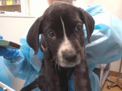 Shelter Stray Female Dog last seen , Chula Vista, CA 91911