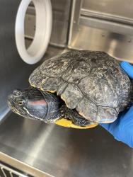 Shelter Stray Female Reptile last seen NACION AND ROMAN WAY, Chula Vista, CA 91911