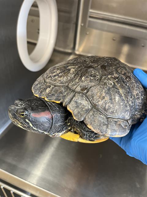 Shelter Stray Female Reptile last seen NACION AND ROMAN WAY, Chula Vista, CA 91911
