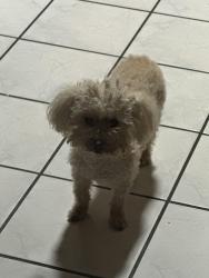 Lost Female Dog last seen Near N 2nd Street , El Cajon, CA 92021