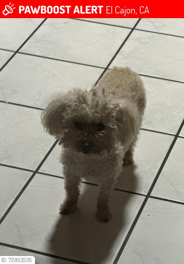 Lost Female Dog last seen Near N 2nd Street , El Cajon, CA 92021