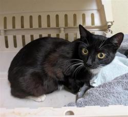 Shelter Stray Female Cat last seen FRONT ST & U ST, Sacramento, CA 95818
