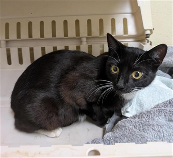 Shelter Stray Female Cat last seen FRONT ST & U ST, Sacramento, CA 95818