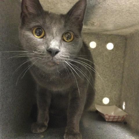 Shelter Stray Female Cat last seen Near BLOCK FERDINAND ST, JURUPA VALLEY CA 92509, Jurupa Valley, CA 92509