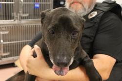 Shelter Stray Female Dog last seen Near BLOCK FONTHILL DR, Columbia, SC 29209