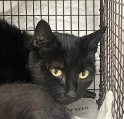 Shelter Stray Female Cat last seen Near BLOCK SW 23 ST, FORT LAUDERDALE FL 33317, Davie, FL 33312