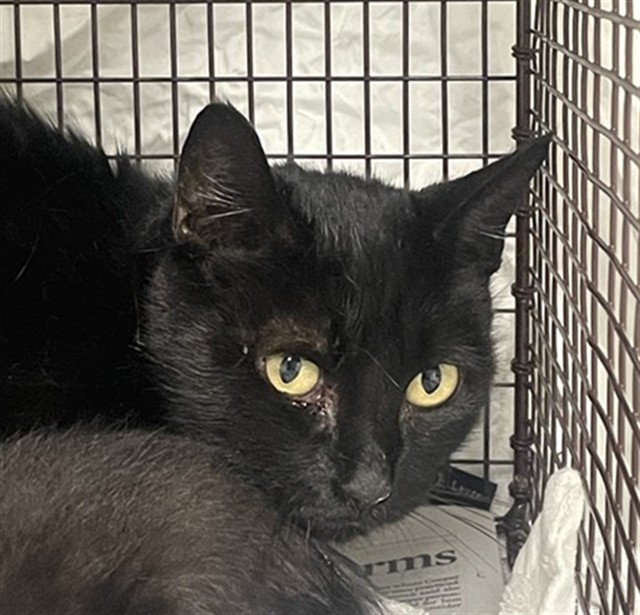 Shelter Stray Female Cat last seen Near BLOCK SW 23 ST, FORT LAUDERDALE FL 33317, Davie, FL 33312