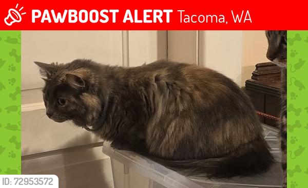 Lost Female Cat last seen 35th & Roosevelt, East Tacoma, Tacoma, WA 98404