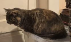 Lost Female Cat last seen 35th & Roosevelt, East Tacoma, Tacoma, WA 98404