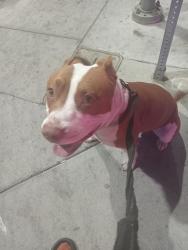 Lost Male Dog last seen Near International , San Leandro, CA 94577