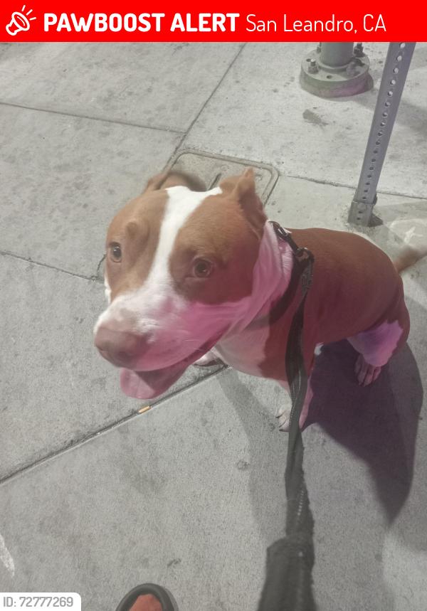 Lost Male Dog last seen Near International , San Leandro, CA 94577
