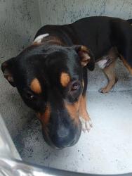 Shelter Stray Male Dog last seen Near BLOCK NW 77 AV, TAMARAC, FL 33321, Davie, FL 33312