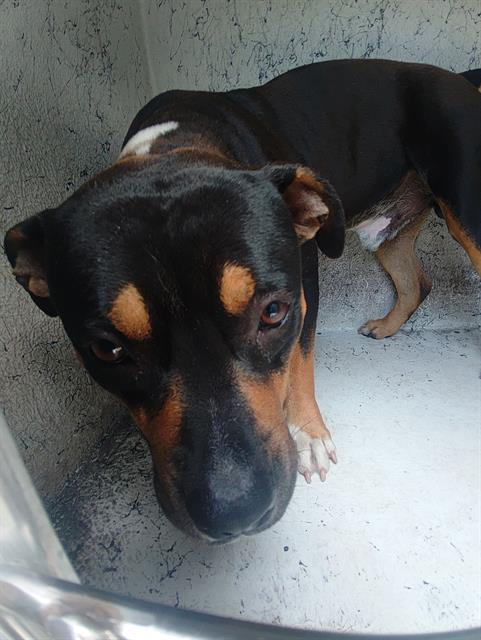 Shelter Stray Male Dog last seen Near BLOCK NW 77 AV, TAMARAC, FL 33321, Davie, FL 33312