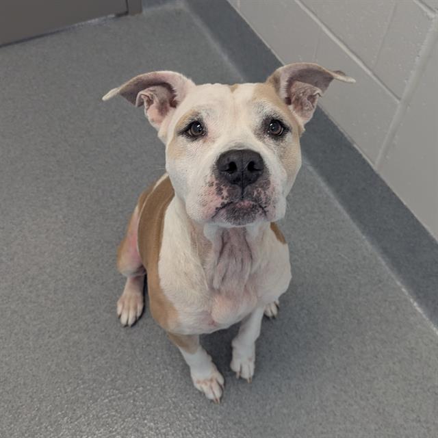 Shelter Stray Female Dog last seen Near , Indianapolis, IN 46221
