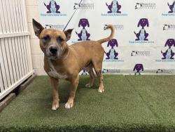 Shelter Stray Male Dog last seen , Orlando, FL 32839