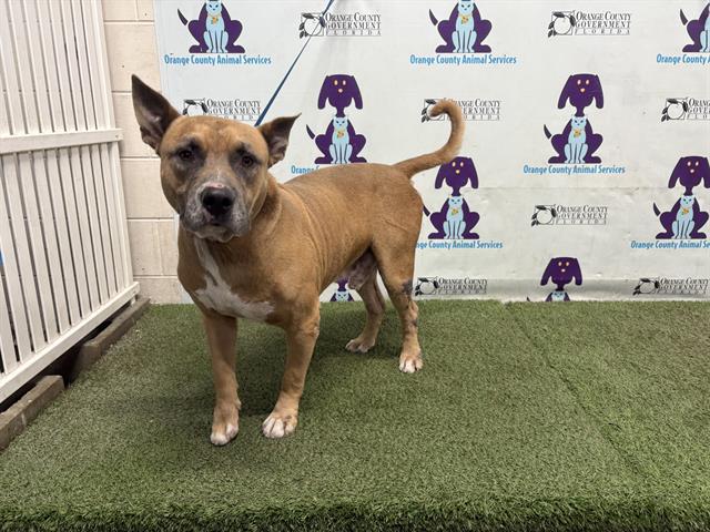 Shelter Stray Male Dog last seen , 2769 Conroy Rd, Orlando, FL 32839, USA