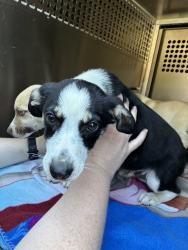 Shelter Stray Male Dog last seen Near BLOCK NW 31ST ST, OKLAHOMA CITY OK 73112, Oklahoma City, OK 73129