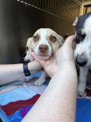 Shelter Stray Male Dog last seen Near BLOCK NW 31ST ST, OKLAHOMA CITY OK 73112, Oklahoma City, OK 73129