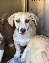Shelter Stray Male Dog last seen Near BLOCK NW 31ST ST, OKLAHOMA CITY OK 73112, Oklahoma City, OK 73129