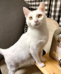 Lost Female Cat last seen Oak Avenue 51st St , Altoona, PA 16602