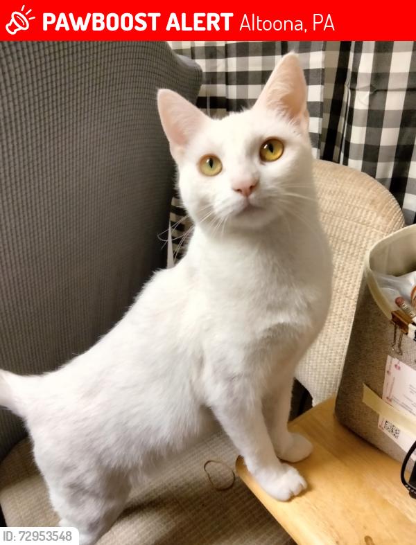 Lost Female Cat last seen Oak Avenue 51st St , Altoona, PA 16602