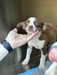Shelter Stray Female Dog last seen Near BLOCK NW 31ST ST, OKLAHOMA CITY OK 73112, Oklahoma City, OK 73129