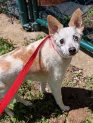 Shelter Stray Male Dog last seen OTHER CO, St. Peters, MO 63376