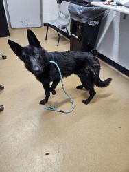 Shelter Stray Male Dog last seen WEST ALTON, St. Peters, MO 63376