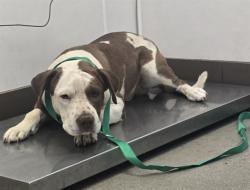 Shelter Stray Male Dog last seen , Tucson, AZ 85745