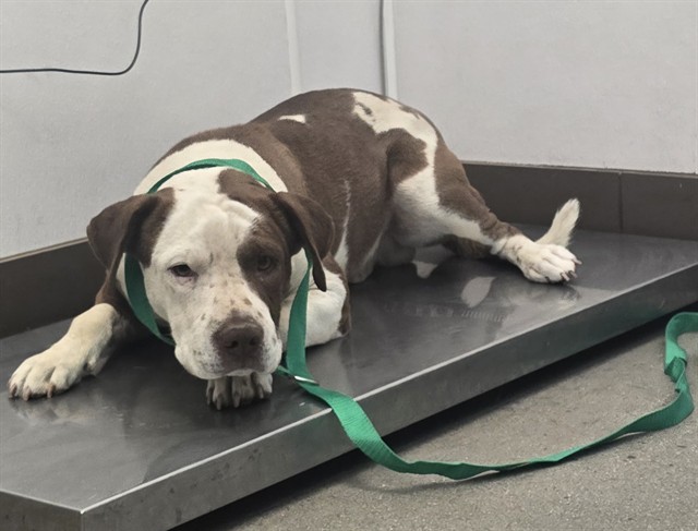 Shelter Stray Male Dog last seen , Tucson, AZ 85745