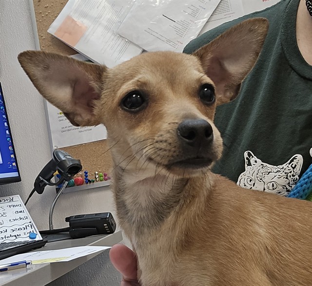 Shelter Stray Male Dog last seen , Tucson, AZ 85745